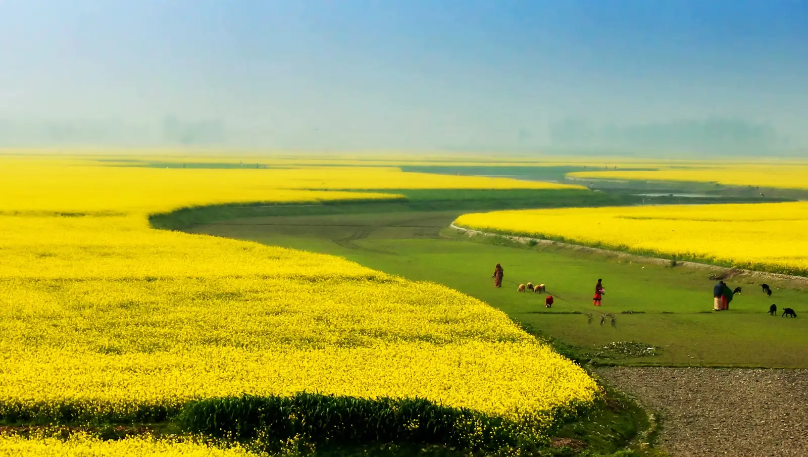 Bangladesh landscape