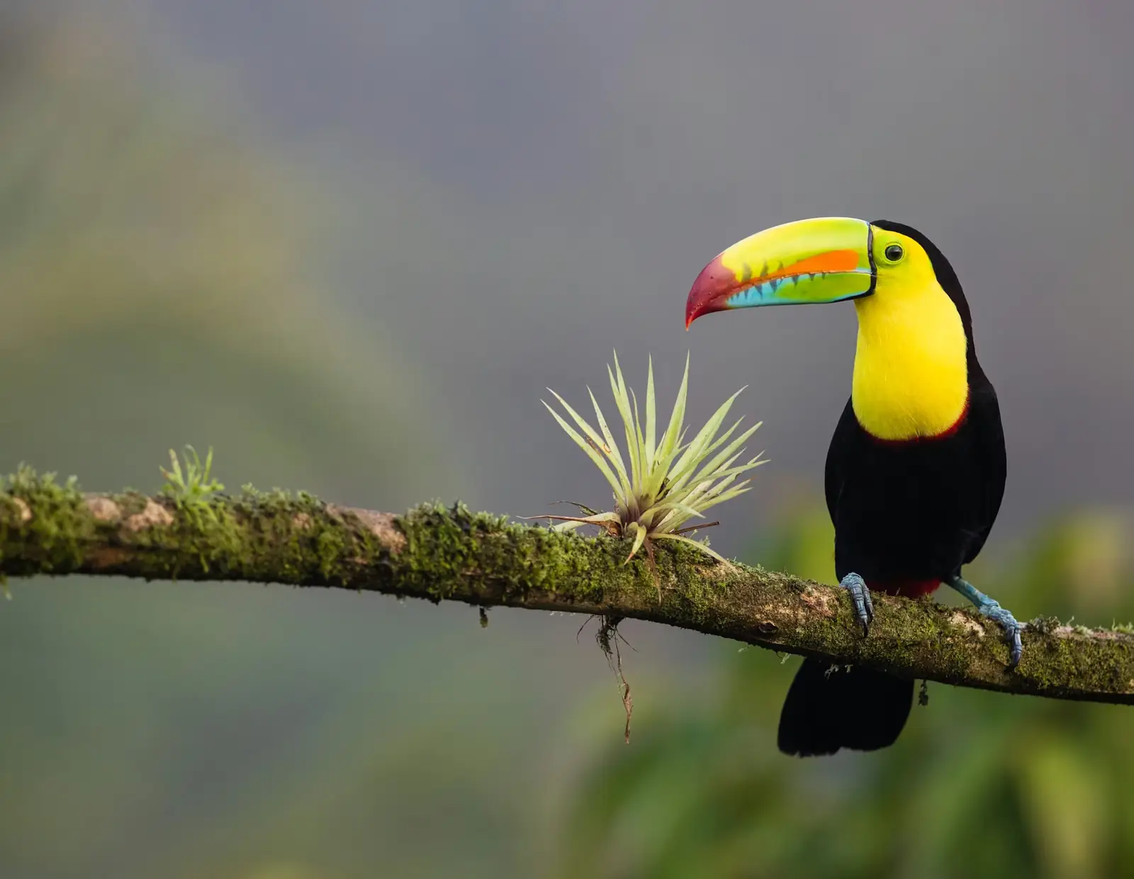 Costa Rica landscape